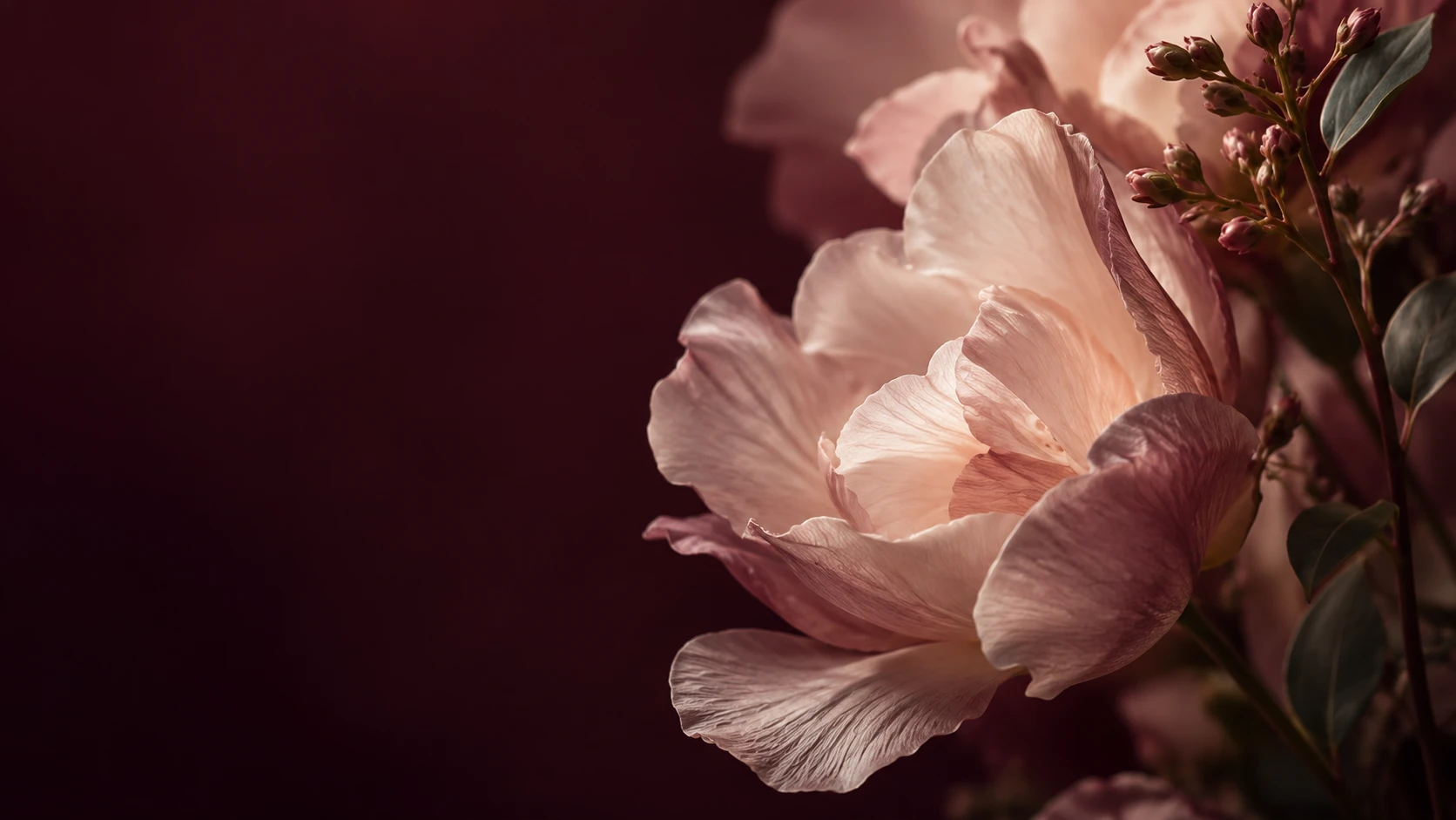 Soft pink flower with open petals against a deep burgundy background