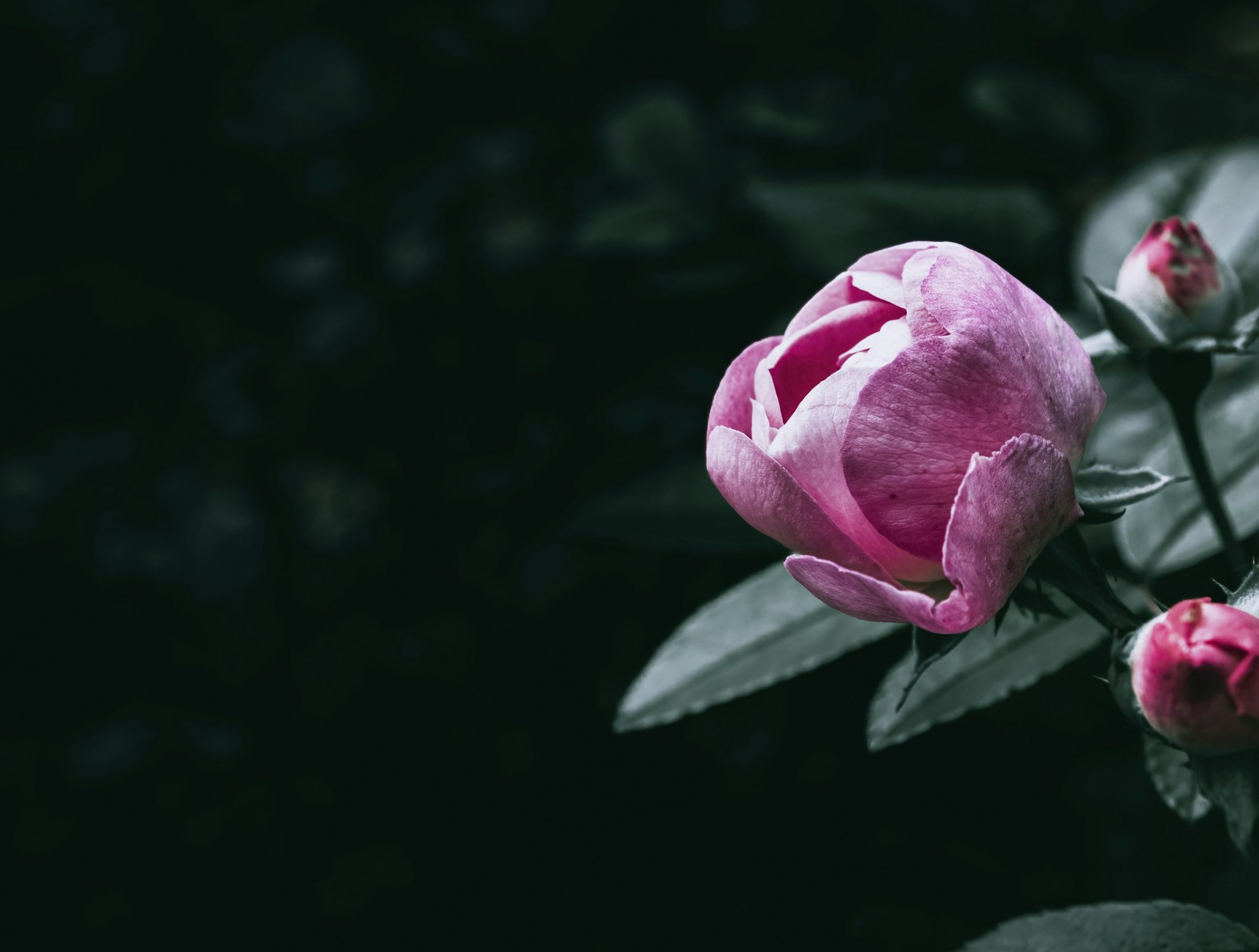Pink peony bud and small buds on dark green foliage